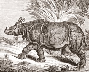 The Indian rhinoceros, or greater one-horned rhinoceros, from The Penny Magazine, published 1834 by English School